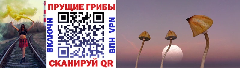 мега ССЫЛКА  Кимовск  Галлюциногенные грибы Psilocybe 